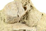 Hadrosaur Vertebra and Bone Sections in Sandstone - Wyoming #371515-1